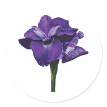 Iris Caesar Morgan stickers