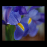 Iris Canvas Print posters