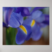 Iris Canvas Print