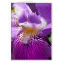 Iris cards by mlane53 Iris cards