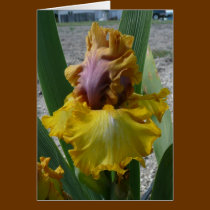 IRIS CARD - NOUVEAU RICHE - Blank Card cards
