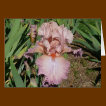 IRIS CARD PRETTY PASTEL - Blank Card cards