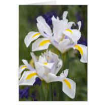 Iris cards