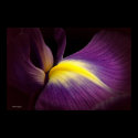 Iris close-up posters