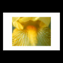 Iris Closeup #4 posters