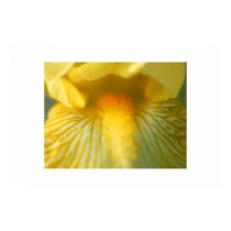 Iris Closeup #4 posters by Shokma Iris Closeup #4 posters