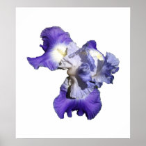 Iris Digital Photograph Posters
