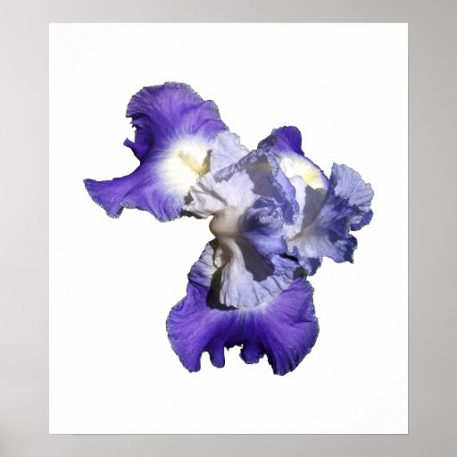 Iris Digital Photograph Posters