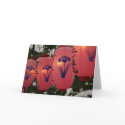 Iris Festival Lanterns cards