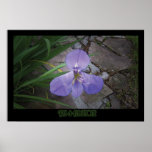 "Iris & Flagstone" - Print