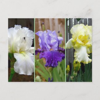 Iris Floral Postcard