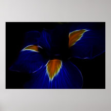Iris flower - France and meaning Posters
