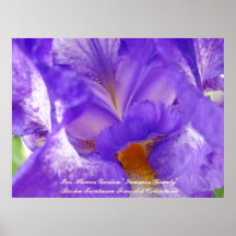 Iris Flower Garden Summer Beauty art prints Purple