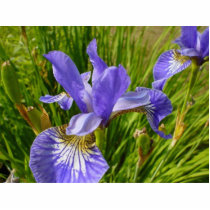 Iris Flower photo sculptures