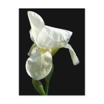 iris Flower Postcard postcards
