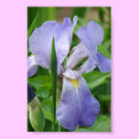 Iris Flowering Plant Poster posters