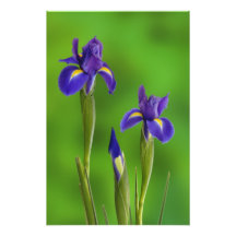 Iris Flowers Art Photo