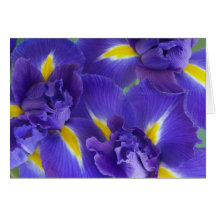 Iris flowers cards