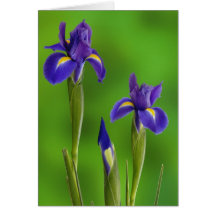 Iris Flowers Cards