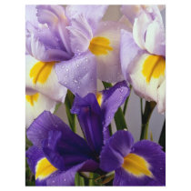 Iris flowers flyer