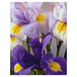 Iris flowers flyers