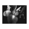 Iris Flowers in b/w postcards