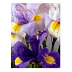 Iris flowers post cards