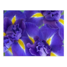 Iris flowers post cards