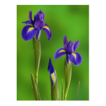 Iris Flowers Postcard