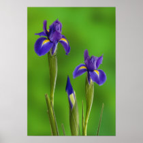 Iris Flowers