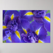 Iris flowers poster