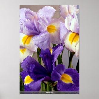 Iris flowers posters