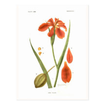 Iris fulva post cards