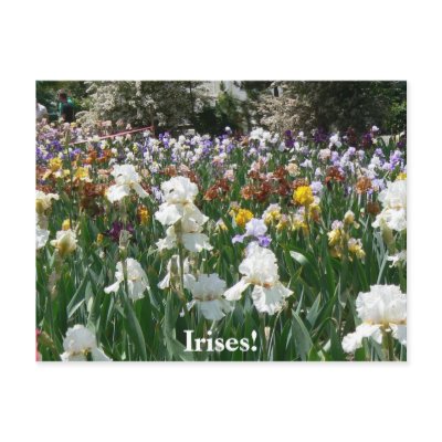 Iris Garden 4 Post Card