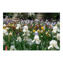 Iris Garden 4 posters