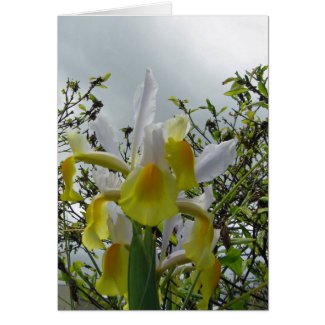 Iris Garden Note Card