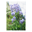 Iris Garden posters
