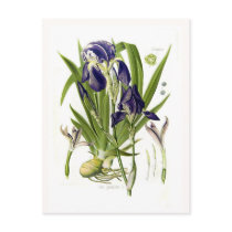Iris germanica post cards