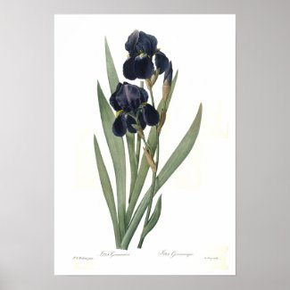Iris germanica posters
