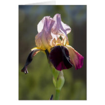 Iris Greeting Card