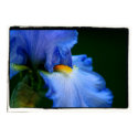 Iris in Blue posters by kalliope94041 Iris in Blue posters
