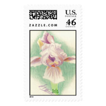 iris in color pencil, Iris postage by lynnbrock iris in color pencil, Iris postage