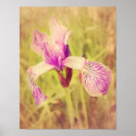 Iris In Pink Print