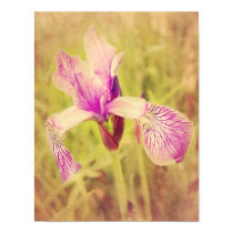 Iris In Pink posters