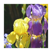 Iris in Spring Canvas Prints