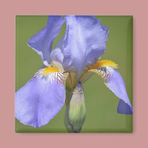Iris in Spring magnets