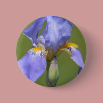 Iris in Spring buttons