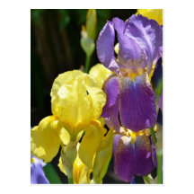 Iris in Spring Post Cards