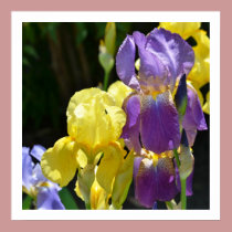 Iris in Spring posters