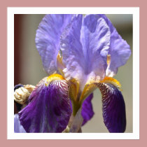 Iris in Spring posters